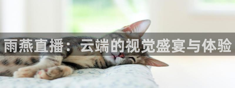 nba在线直播说球帝：雨燕直播：云端的视觉盛宴与体验