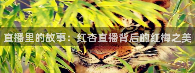 说球帝篮球直播：直播里的故事：红杏直播背后的红梅之美